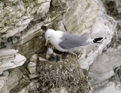 Larus tridactylus