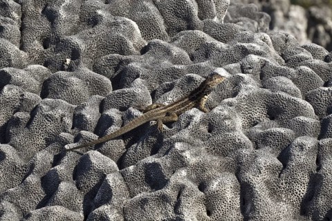 Tropidurus albemarlensis