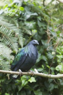 Columba nicobarica