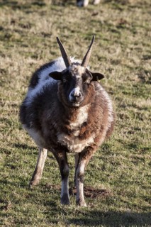 Jacob sheep
