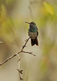 Honduran Emerald