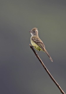 Yellow-bellied Elaenia