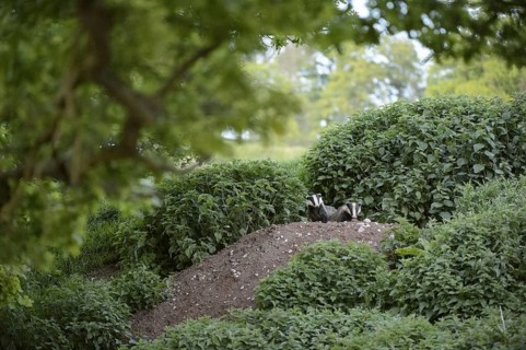 European badger