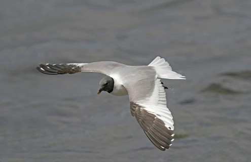 Sabine's Gull