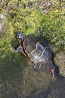 Eastern Painted Turtle