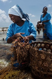Women harvesting red algae