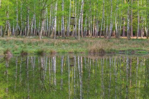 Birch forest with hunting blind is reflected in the pond