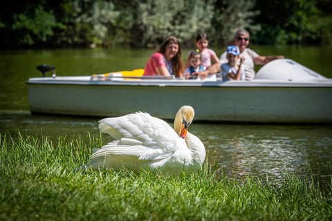 Swan