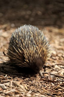 Short-beaked Echidna