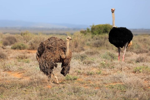 South African Ostrich