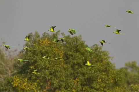Rose-ringed Parakeet