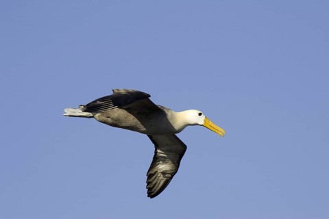 Waved Albatross