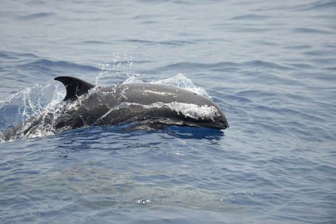 Broad-beaked dolphin