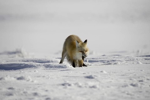American red fox