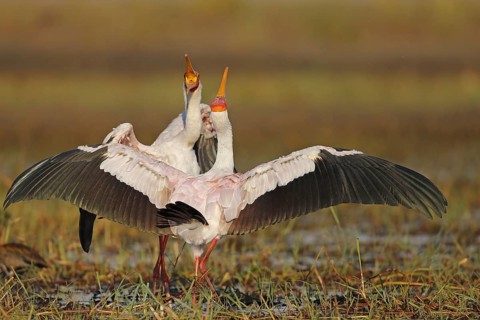 African Mimic Stork Mimic Stork
