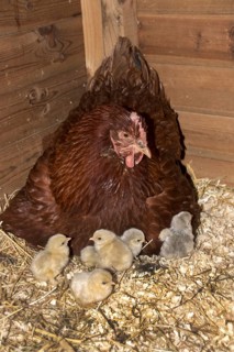 A New Hampshire Red Cross hen with lavender pekin chicks