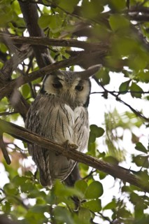 Bush Owl