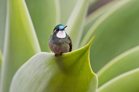 White-throated Mountain-gem