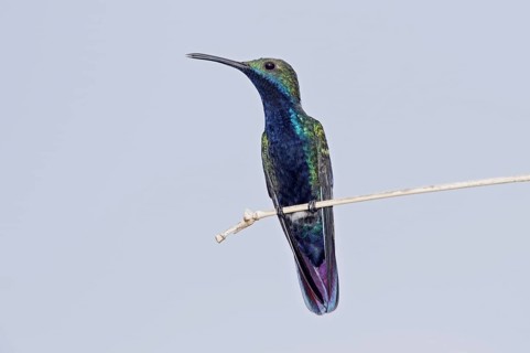Black-throated Mango
