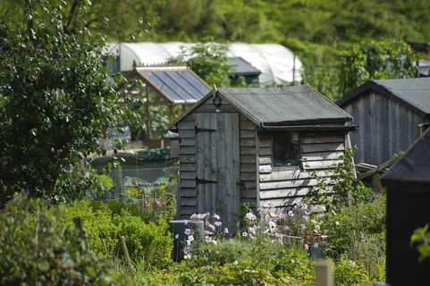 Sheds and greenhouses on allotment