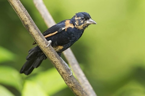 White-lined Tanager
