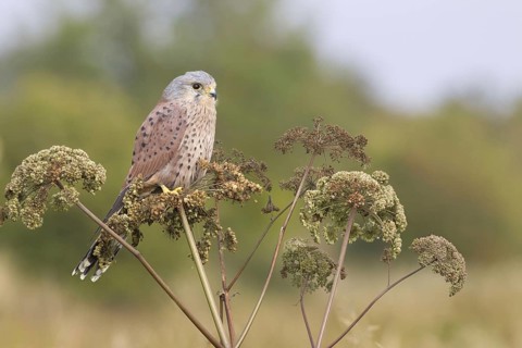 Common common kestrel