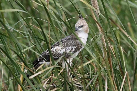 Changeable Hawk-eagle