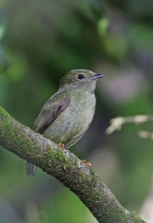 White-bearded Manakin