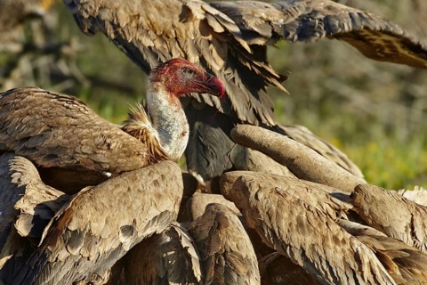 Eurasian griffon vulture