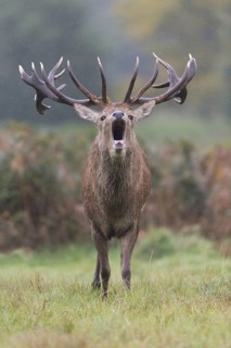 Red deer