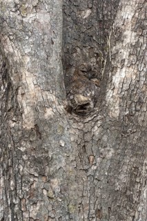 Mottled wood owl