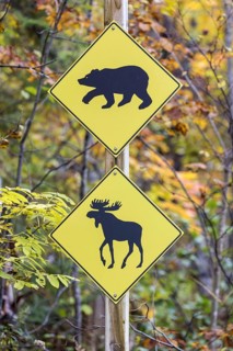 Road sign warning of bears and moose crossing