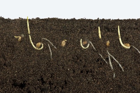Wheat seeds germinating in a glass-sided container and showing root and air development
