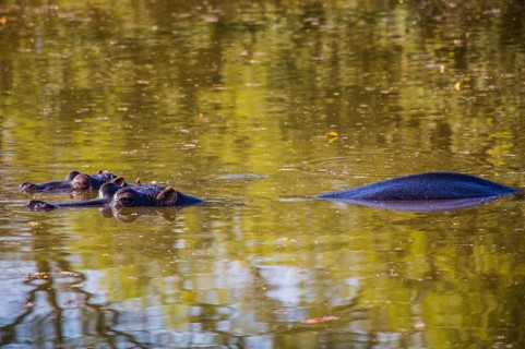 Hippos