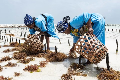 Women harvesting red algae