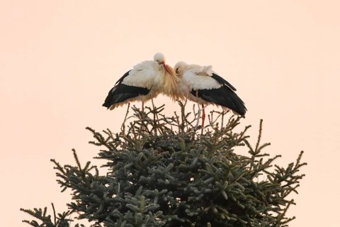 A pair of white storks leaning against each other in their nest in cold temperatures and enjoying the first rays of sunshine