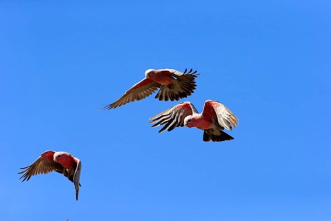 Pink Cockatoo