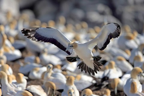 Cape Gannet