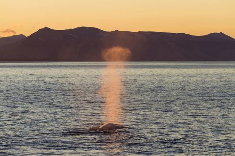 Blue whale