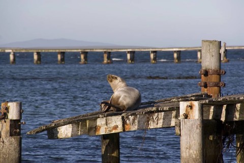 South american sea lions