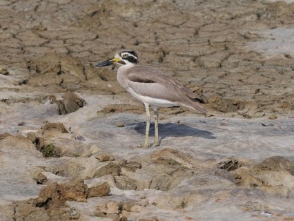 Great Thick-knee