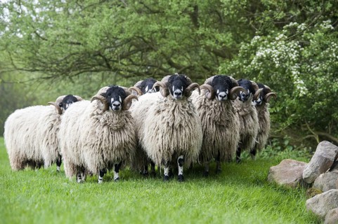 Dalesbred sheep