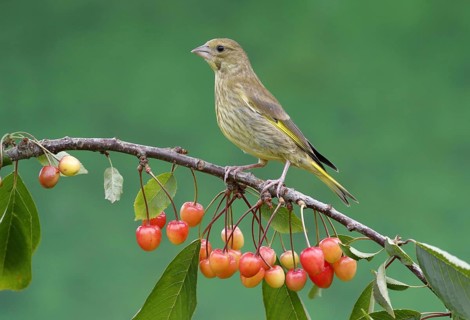 European Greenfinch