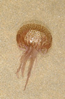 Mauve Stinger