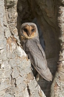 Common barn owl