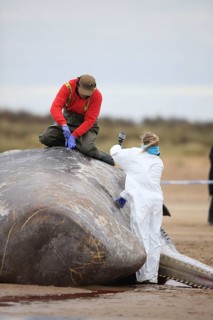 Sperm whale