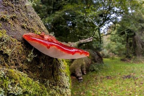 Beefsteak fungus