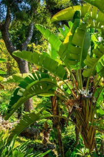 Banana tree