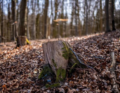 Entwurzelte Baeume in Wald und Flur