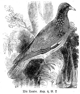 Dove